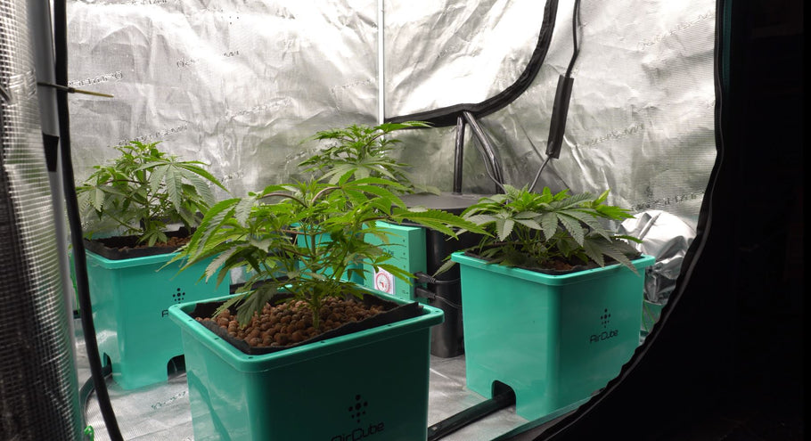 The Importance of Nutrients in Cannabis Cultivation: A Complete Guide