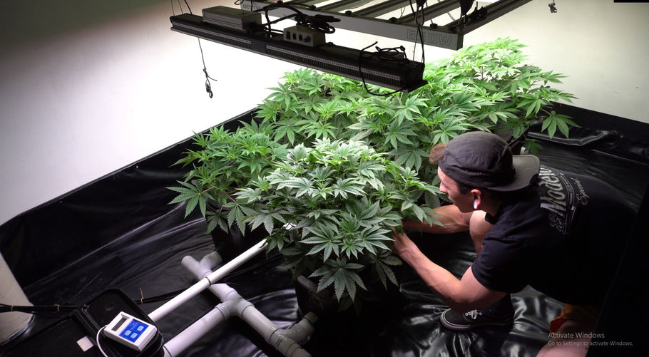 The Ultimate Guide to Growing Weed: From Seed to Harvest