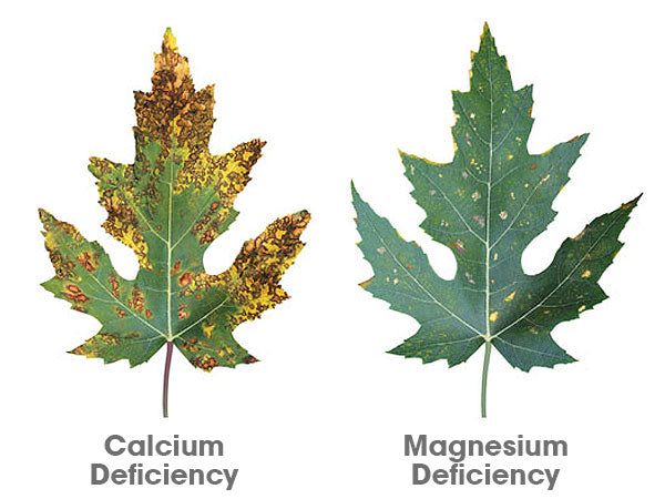 Do your cannabis plants need Cal-Mag?
