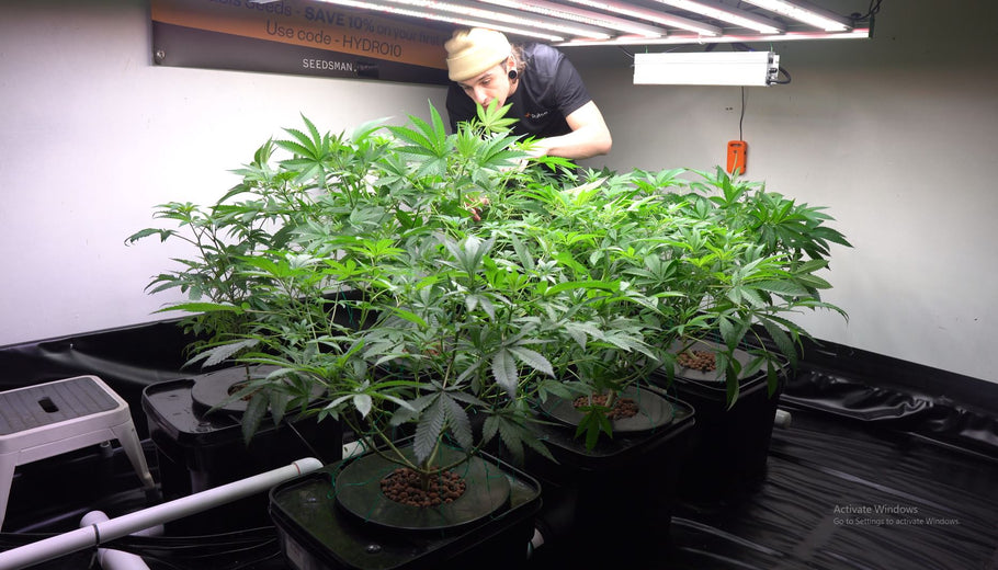 Nutrients 101: Feeding Your Homegrown Cannabis for Maximum Yields
