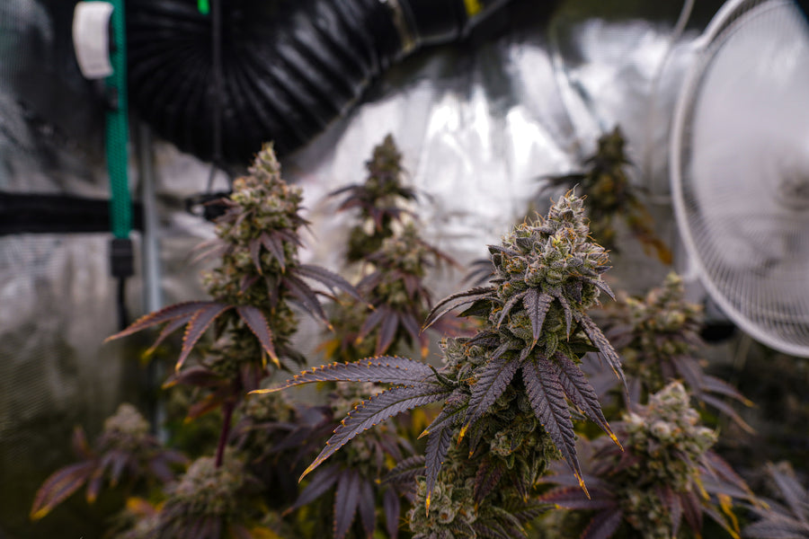 The Best Soil for Growing Cannabis: A Grower's Handbook