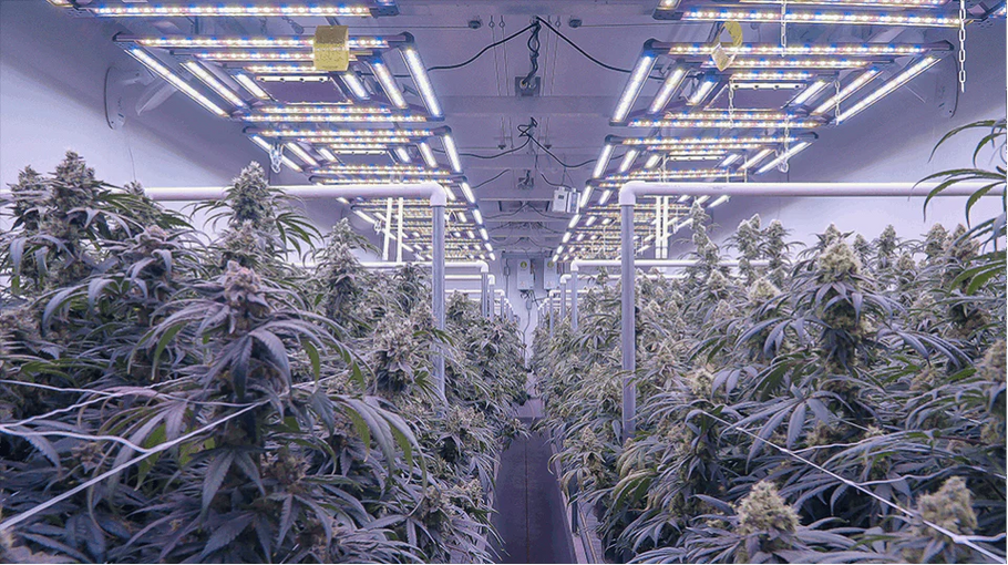Unlocking the Full Potential of Indoor Cannabis Growth: A Comprehensive Guide to Light Cycles