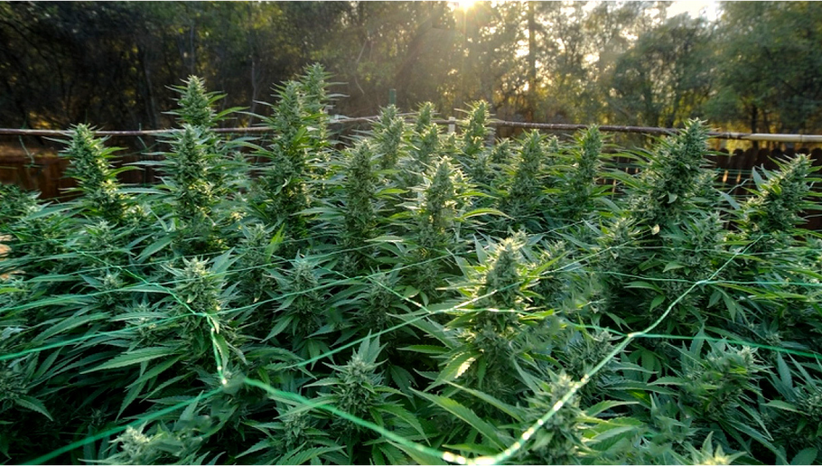 Essential Tips for Outdoor Cannabis Cultivation: A Comprehensive Guide