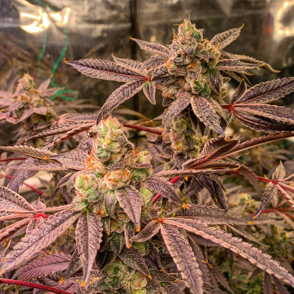 Choosing the Right Strain: Top Varieties for Home Cannabis Cultivation